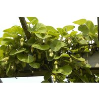 Kategorie <b>Produkt nicht gewünscht </b> - Aristolochia macrophylla 60-100 cm