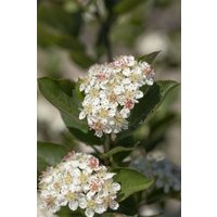 Kategorie <b>Laubbäume </b> - Aronia arbutifolia 'Brilliant' 40-60 cm
