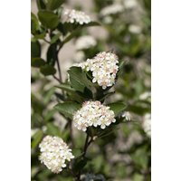Kategorie <b>Laubbäume </b> - Aronia melanocarpa 'Hugin' 40-60 cm