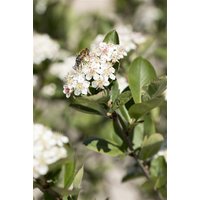 Kategorie <b>Laubbäume </b> - Aronia prunifolia 'Nero' 60-80 cm
