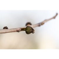 Kategorie <b>Laubbäume </b> - Asimina triloba 40- 60 cm