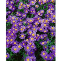 Kategorie <b>Stauden </b> - Aster dumosus Amethyst 2 Liter Container (Wuchs jahreszeitlich)