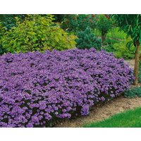 Kategorie <b>Stauden </b> - Aster dumosus Blue Lapis 2 Liter Container (Wuchs jahreszeitlich)