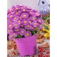 Kategorie <b>Stauden </b> - Aster dumosus Saphire 2 Liter Container (Wuchs jahreszeitlich)