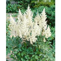 Kategorie <b>Produkt nicht gewünscht </b> - Astilbe Vision White 2 Liter Container (Wuchs jahreszeitlich)