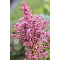 Kategorie <b>Stauden </b> - Astilbe Younique Cerise 2 Liter Container (Wuchs jahreszeitlich)