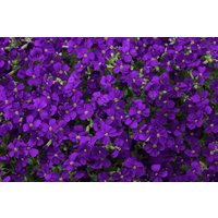 Kategorie <b>Stauden </b> - Aubrieta x cult.'Axcent Deep Purple' -R- 2 Liter Container (Wuchs jahreszeitlich)