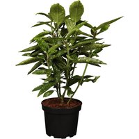 Kategorie <b>immergrüne Laubbäume </b> - Aucuba japonica 'Variegata' 50-60 cm
