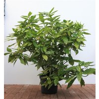 Kategorie <b>immergrüne Laubbäume </b> - Aucuba japonica 'Variegata' 80-100 cm