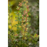 Kategorie <b>Hecken </b> - Berberis buxifolia 'Nana' 30-40 cm