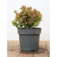 Kategorie <b>Hecken </b> - Berberis thunbergii 'Admiration' -S- 20-25 cm