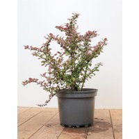 Kategorie <b>Hecken </b> - Berberis thunbergii 'Atropurpurea Nana' 25-30 cm