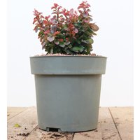Kategorie <b>Laubbäume </b> - Berberis thunbergii 'Bagatelle' 15-20 cm