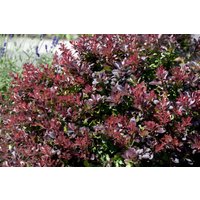 Kategorie <b>Laubbäume </b> - Berberis thunbergii 'Concorde' 15-20 cm