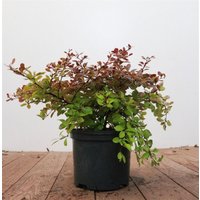 Kategorie <b>Laubbäume </b> - Berberis thunbergii 'Golden Ring' 25-30 cm