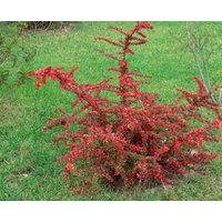 Kategorie <b>Laubbäume </b> - Berberis thunbergii 'Green Carpet' 30-40 cm