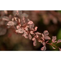 Kategorie <b>Laubbäume </b> - Berberis thunbergii 'Natasza' 20-25 cm