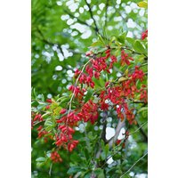 Kategorie <b>Laubbäume </b> - Berberis vulgaris 25-30 cm