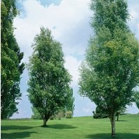 Kategorie <b>Laubbäume </b> - Betula pendula 'Golden Obelisk' 100-125 cm