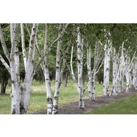 Kategorie <b>Laubbäume </b> - Betula utilis 100-150 cm