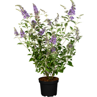 Kategorie <b>Produkt nicht gewünscht </b> - Buddleja 'Lochinch' 40-60 cm