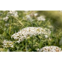 Kategorie <b>Produkt nicht gewünscht </b> - Buddleja 'White Chip' 60-100 cm