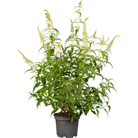 Kategorie <b>Produkt nicht gewünscht </b> - Buddleja 'White Profusion' 80-100 cm