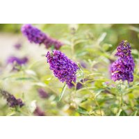 Kategorie <b>Produkt nicht gewünscht </b> - Buddleja Buzz Midnight 40-60 cm