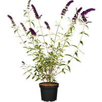 Kategorie <b>Produkt nicht gewünscht </b> - Buddleja davidii 'Black Knight' 40-60 cm