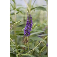 Kategorie <b>Produkt nicht gewünscht </b> - Buddleja davidii 'Empire Blue' 100-125 cm