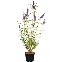 Kategorie <b>Produkt nicht gewünscht </b> - Buddleja davidii 'Empire Blue' 40-60 cm