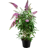 Kategorie <b>Produkt nicht gewünscht </b> - Buddleja davidii 'Pink Delight' 60-100 cm
