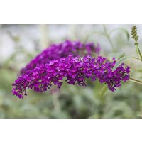 Kategorie <b>Produkt nicht gewünscht </b> - Buddleja davidii 'Royal Red' 100-125 cm