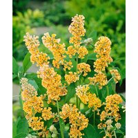 Kategorie <b>Produkt nicht gewünscht </b> - Buddleja weyeriana 'Sungold' 40-60 cm
