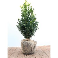 Kategorie <b>immergrüne Laubbäume </b> - Buxus sempervirens arborescens 40-50 cm