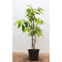 Kategorie <b>Produkt nicht gewünscht </b> - Calycanthus floridus 40-60 cm