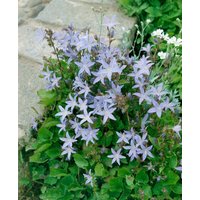 Kategorie <b>Produkt nicht gewünscht </b> - Campanula poscharskyana 'Lisduggan Variet.' 2 Liter Container (Wuchs jahreszeitlich)