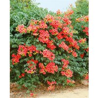 Kategorie <b>Produkt nicht gewünscht </b> - Campsis radicans 'Grandiflora' 60-100 cm
