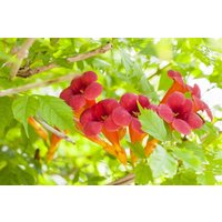 Kategorie <b>Produkt nicht gewünscht </b> - Campsis radicans 'Flamenco' 40-60 cm