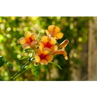 Kategorie <b>Produkt nicht gewünscht </b> - Campsis radicans 'Indian Summer' 40-60 cm
