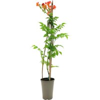 Kategorie <b>Produkt nicht gewünscht </b> - Campsis tagliabuana 'Madame Galen' 60-100 cm