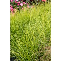 Kategorie <b>Produkt nicht gewünscht </b> - Carex brunnea 'Camara' -R- 2 Liter Container (Wuchs jahreszeitlich)