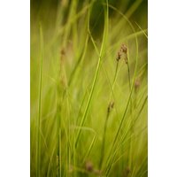 Kategorie <b>Produkt nicht gewünscht </b> - Carex brunnea Honeymoon 2 Liter Container (Wuchs jahreszeitlich)