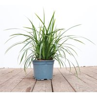 Kategorie <b>Gräser </b> - Carex morrowii 'Ice Dance' 2 Liter Container (Wuchs jahreszeitlich)