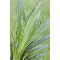 Kategorie <b>Gräser </b> - Carex morrowii ssp.foliosiss. 'Irish Green' 2 Liter Container (Wuchs jahreszeitlich)