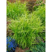 Kategorie <b>Produkt nicht gewünscht </b> - Carex muskingumensis 'Silberstreif' 3-5 Liter Container (Wuchs jahreszeitlich)