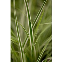 Kategorie <b>Gräser </b> - Carex oshimensis 'Everest' -R- 2 Liter Container (Wuchs jahreszeitlich)