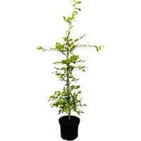Kategorie <b>Hecken </b> - Carpinus betulus 60-100 cm 3 Liter Topf