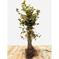 Kategorie <b>Hecken </b> - Carpinus betulus 60-80 cm