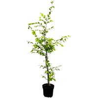 Kategorie <b>Hecken </b> - Carpinus betulus 100-125 cm